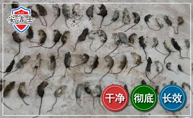玉环鼠害防治-灭鼠