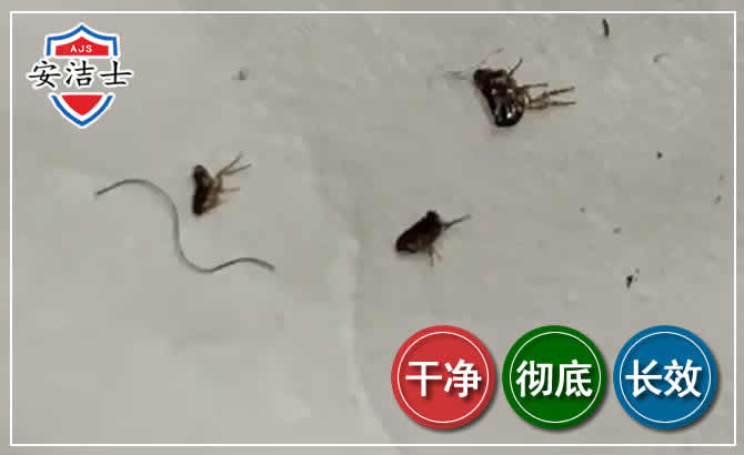 玉环跳蚤防治-灭跳蚤