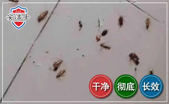 玉环蟑螂防治-灭蟑螂