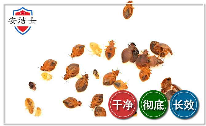 玉环臭虫防治-消灭臭虫